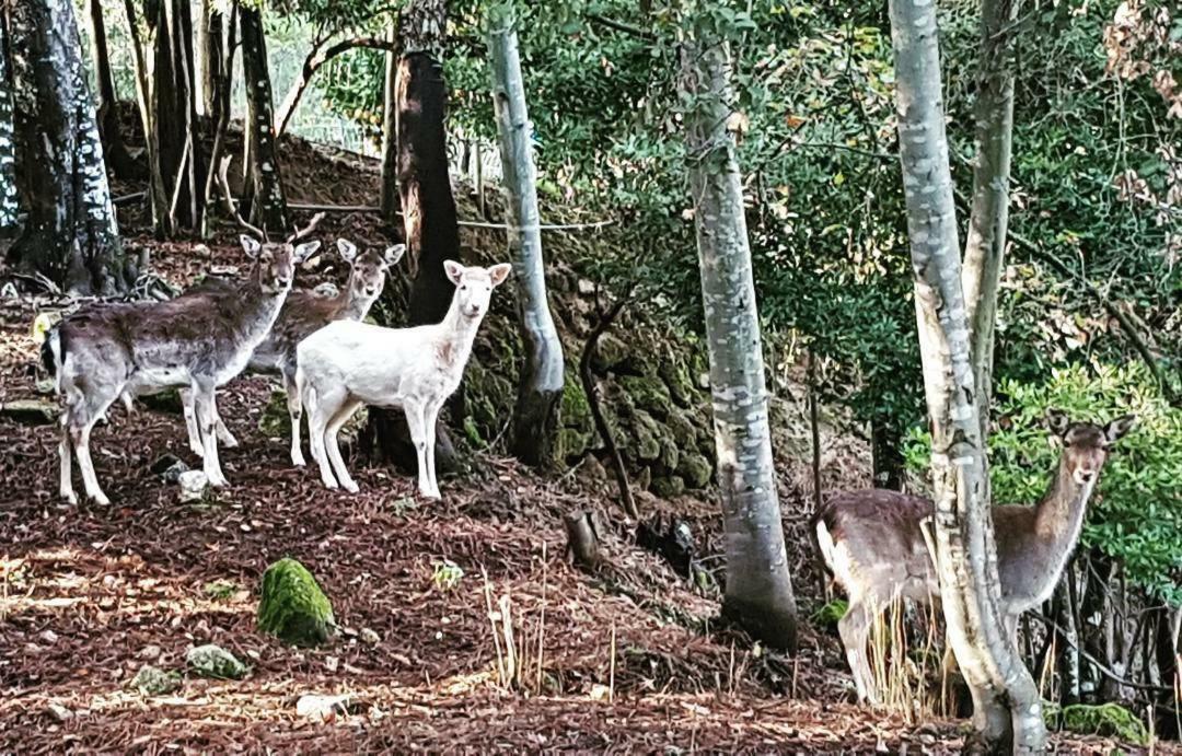 Quinta Das Quintas & Spa Baião Kültér fotó